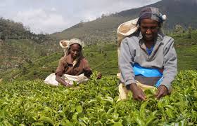ಚಹಾ ಉತ್ಪಾದನೆ ಕಾರ್ಮಿಕರ ಮೇಲೆ ಅವಲಂಭಿತ: ಐಟಿಎ 